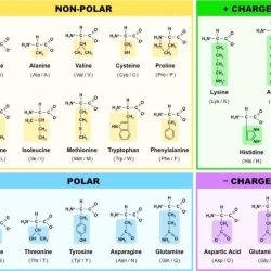 Amino acid quiz one letter code