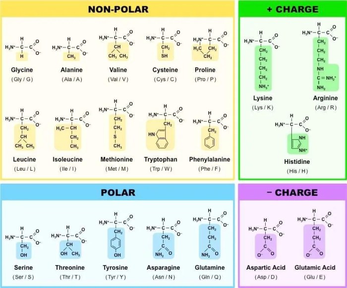 Amino acid quiz one letter code