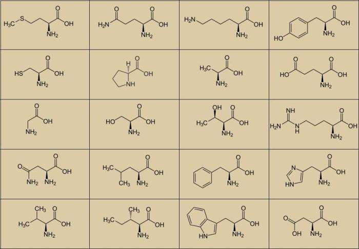 Letter amino acids three acid codes table patents their